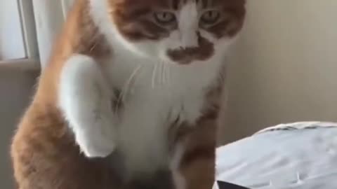 Funny Pet's Cat's | Cute Pet's| Cute Animals