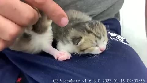 Mother cat carries kitten to another place, taking it from the owner