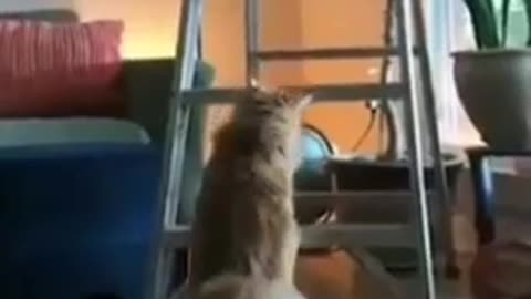 Funniest Cat Moment Recorded 😂 Funny Scene By Cats