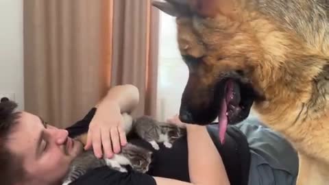 German Shepherd Confused by Tiny Kittens on Human Dad's Chest