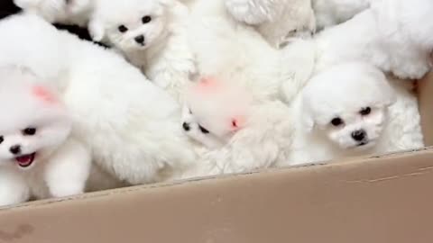 A bunch of Cuties