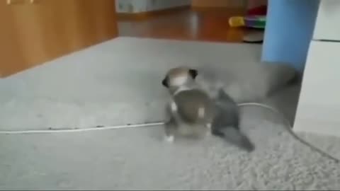 NON-STOP FUNNY MOVEMENT OF CAT AND DOG PART#2