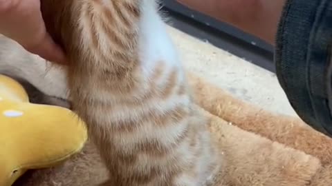 "Milk Mustache Moments: Sweet Kitten Enjoying a Delightful Milk Feast!"