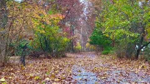 Autumn Leaves Falling/Blowing From Trees on a Windy Fall Day - Relaxing Ambience