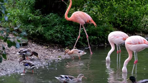 flamingo-pink-animal-birds-feeder