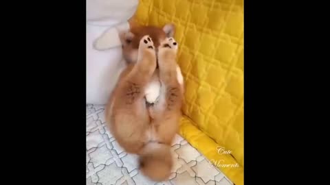 💗Omg! So Cute Pets ♥ Cute Baby Animals & Funny Pets Video💗 Cute Moments