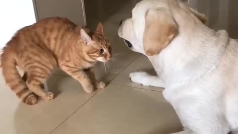 Calm down buddy | Unlikely Best Friends | Heartwarming Moments of a Dog and Cat Friendship