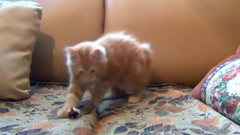 Unbelievable: Cat Catches Its Prey in an Instant!