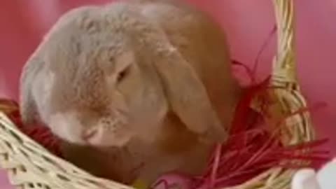 Animal video || rabbits playing