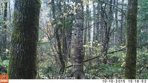 Wild Siberian Tiger in Russian Far East