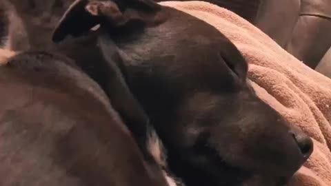 Adorable kitten decides to chew on sleeping dog's ear