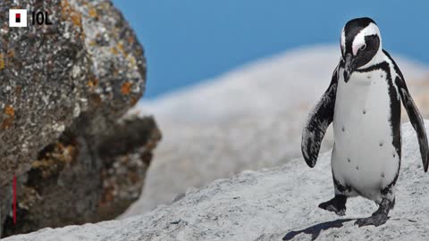 WATCH: African Penguins Die from Avian Flu at Boulders Beach