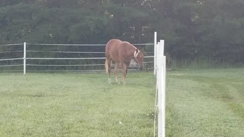 Scored the goal, ball is outside the fence