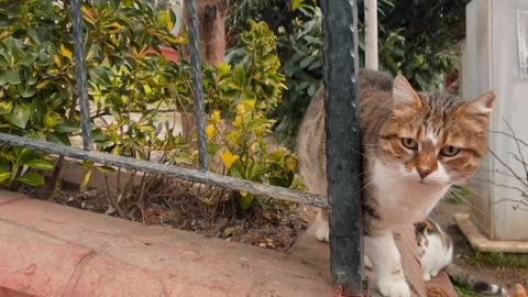 The Cat in park You've Been Waiting For