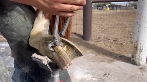 LONG HOOVES on ARABIAN STUD Horse Restoration