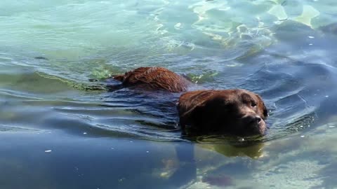 The dog in the sea