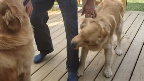 D'Artagnan and Porthos greeting Dad.