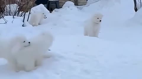 Dog dancing on ice with fun 😊