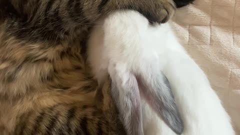 A cat and a bunny sleep together 😍😍