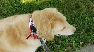 Ryder Golden Retreiver