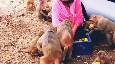 Monkey is eating mango 🥭🐒