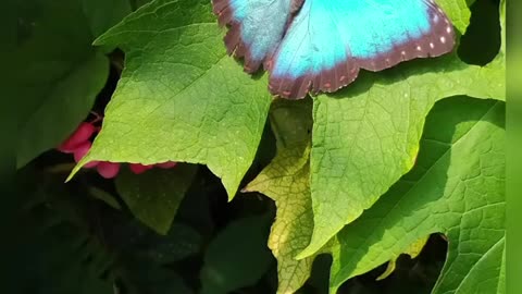 Blue morpho