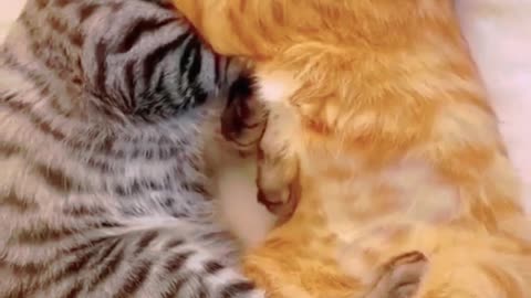 Cute funny cats video🤣💓