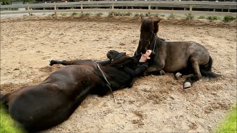 Tamed Horses Share Incredible Bond With Human Friend