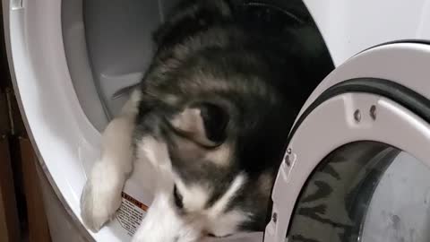 Husky Doesn't Want to Get Out of the Dryer