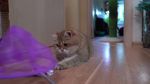 Butterfly net for a cat