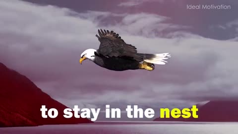 The Eagle Mentality - Best Motivational Video