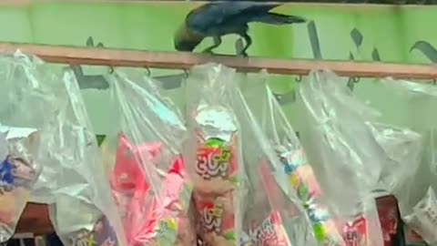 Smart Crow 😀😆