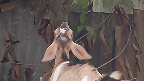 Goat eating leaf with jumping