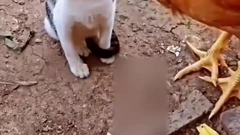 CHICKEN & CAT FIGHT..FUNNY REACTIONS FROM ANIMAL