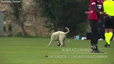 Canine interruption: How a dog brought a football match to a halt