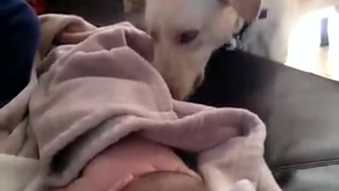 Dog covers sleeping baby up, 😽❤️❤️❤️