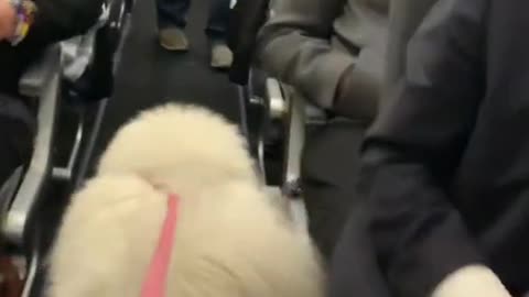 #doginplane