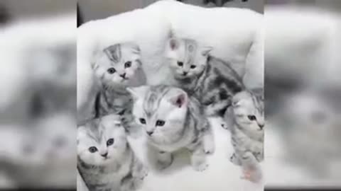 Cute cat reaction video.