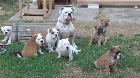 Continental Bulldog Welpen spielen mit der Mama