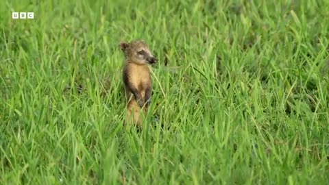 Baby Coati Races To Escape Hawk