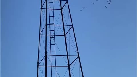 North Dakota -Geese Spring Migration