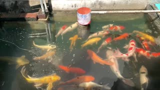 koi farm in house