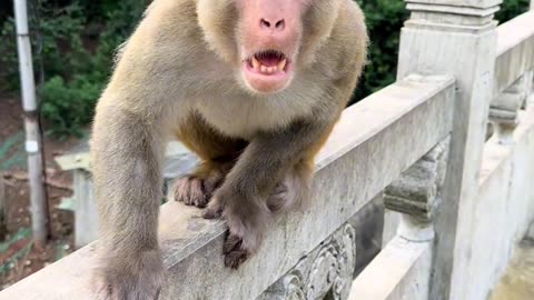 Funny Monkey Video Viral