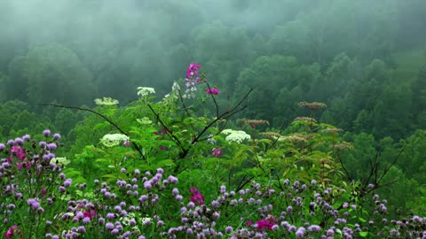 10h Rain sounds with Tibetan singing bowls and birds chirping [ Sleep Music ]