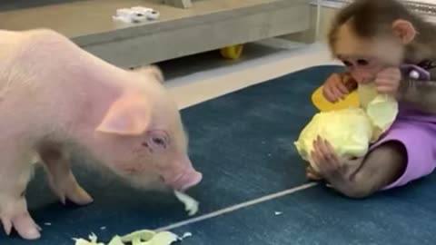 Baby monkey plays with baby pig