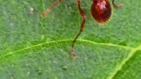 Close-up of a red ant / beautiful insect on a blade of grass.