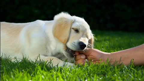 Cute Golden Retriever pup wants to play with owners. Watch for yourself!