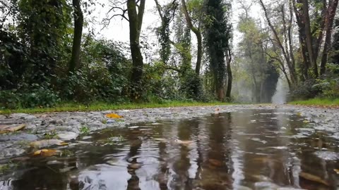 Rain sounds and Tibetan bowls and Birds chirping