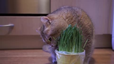 Fresh herbs, how lovely