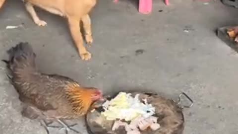 Dog outsmarts cock